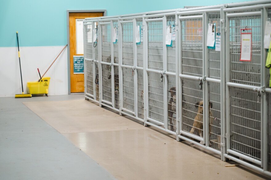 The dogs will be available for adoption on Thursday, July 16, 2026, at St. Louis' Center for Animal Rescue and Enrichment in Midtown.