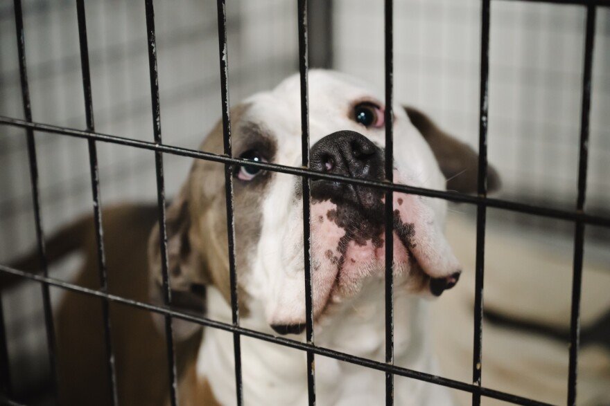 One of the dogs available for adoption on Thursday, July 16, 2026, at St. Louis' Center for Animal Rescue and Enrichment in Midtown.