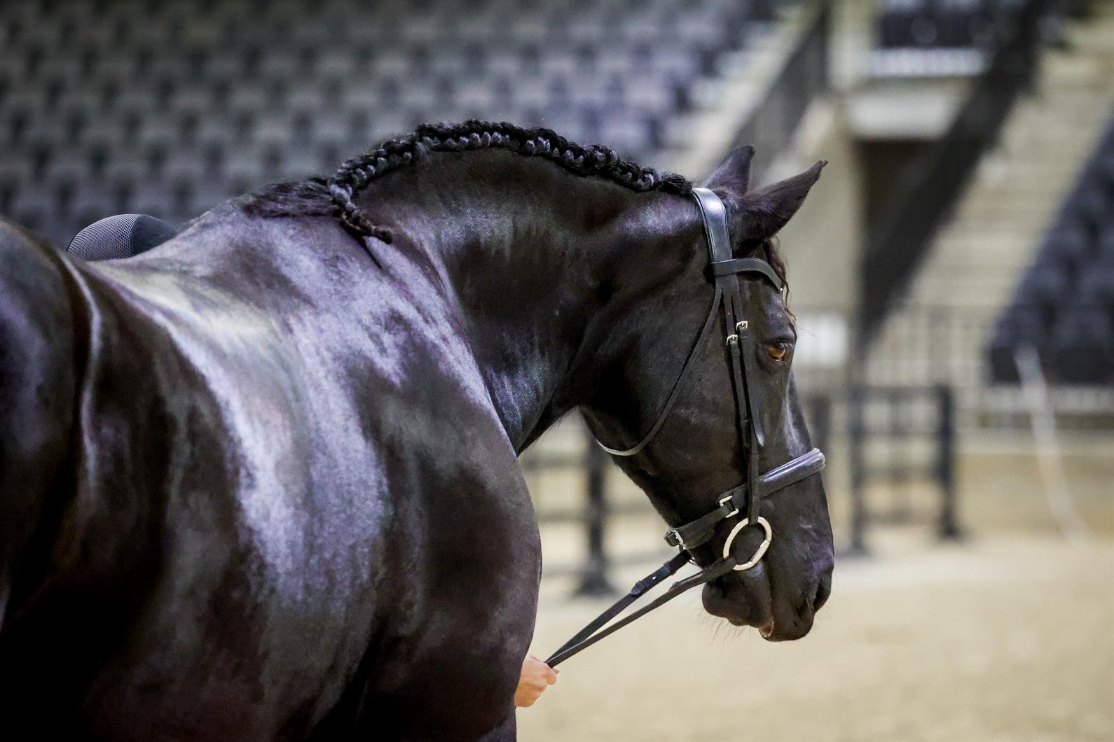 Where does the money go at US Equestrian? 7 Where does the money go at US Equestrian